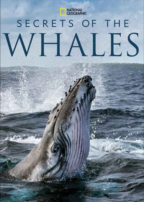 سریال اسرار نهنگ ها
